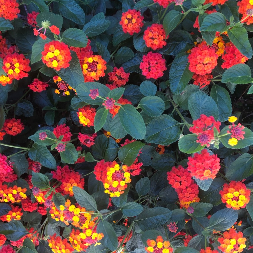 Meet your Posher, Abbey